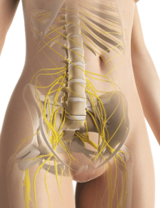 female pelvis structure